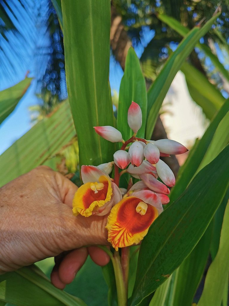 Ilha de Itaparica -  Salvador da Bahia -  Club Med